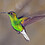 KOLIBRI